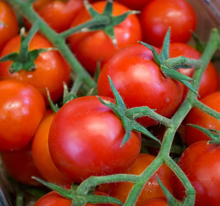 Produzione pomodori SOP